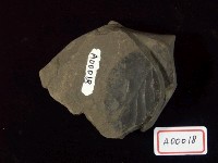 樹葉化石藏品圖，第3張